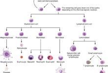 system justification