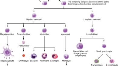 system justification